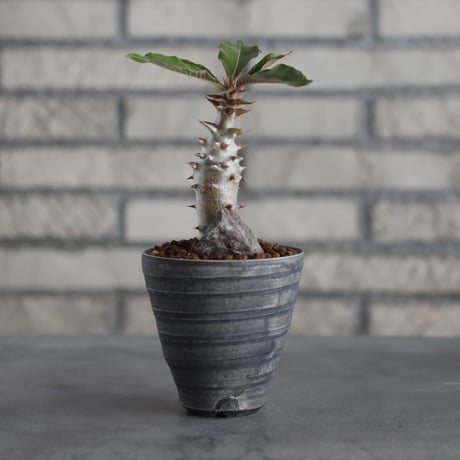 Pachypodium baronii × Yuta Uchida / humanity pot (3号)  no.706-21