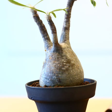 パキポディウム  グラキリス / Pachypodium  gracilius   no.82031
