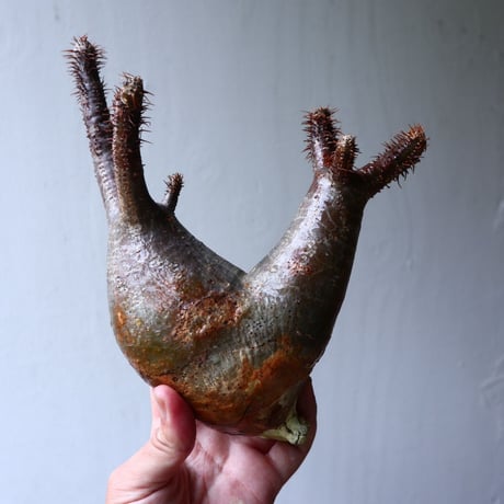 パキポディウム グラキリス  2頭  Pachypodium rosulatum var. gracilius no.70703