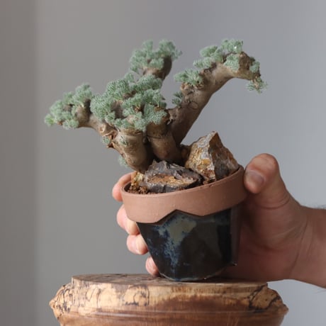 Sarcocaulon multifidum × YAMABACHI ver. P&A  no.61661