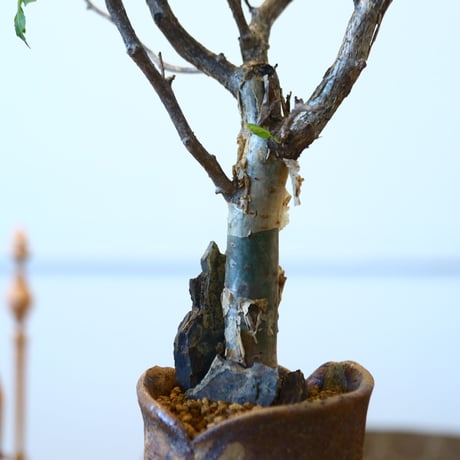 Bursera fagaroides × Mie Maeda    no.90337