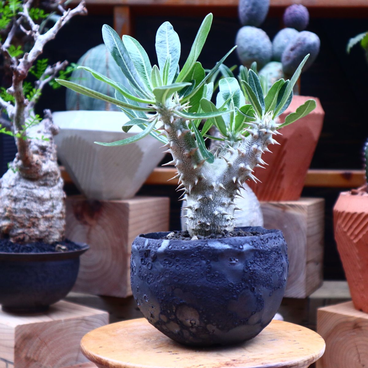 パキポディウム ロスラーツム 実生／Pachypodium rosulatum no.