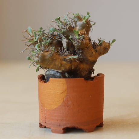 TERRACOTTA MASSES×YAMABACHI 植木鉢 3個セット