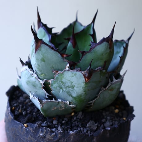 アガベ チタノタ　ブラック＆ブルー  Agave titanota black&bule    no.51907