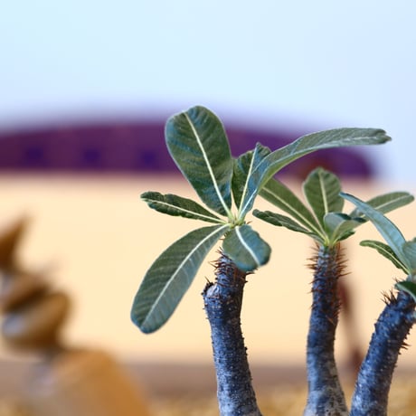 N/OH × Pachypodium  gracilius    no.61838