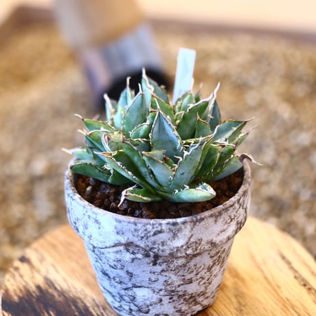 YAMABACHI ver. takero pot × Agave titanota "Filigree crested  no.102236