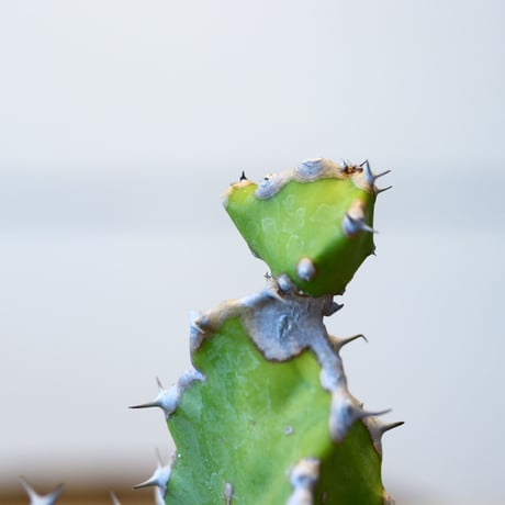 ユーフォルビア トルティリス / Euphorbia tortilis  no.51422