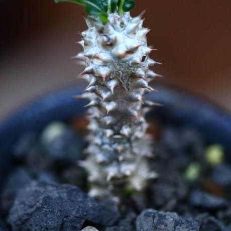 パキポディウム タッキー／Pachypodium'Tackyi'     no.120561