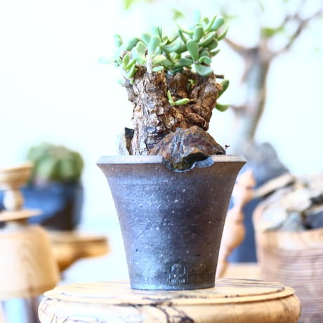 Ceraria pygmaea × N/OH     no91717