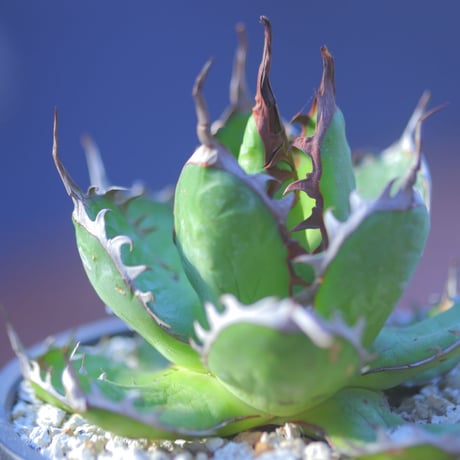 アガベ ホリダ    Agave horrida     no.20737-1