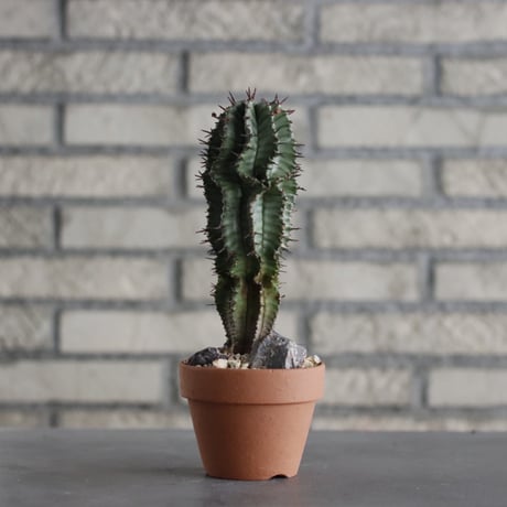 Euphorbia horrida × YAMABACHI (3号)  no.607/38