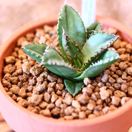 【9/9入荷未発根未活着ベアルート植込み】 Agave titanota "Filigree crested    no.91768