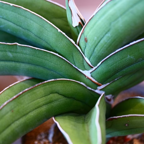 N/OH × Sansevieria ehrenbergii〝Samurai″  no.111926