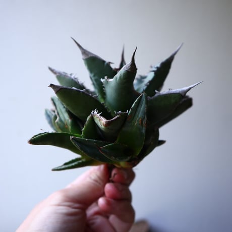 アガベ   チタノタ   FO-76    Agave titanota  "FO-76"   no.42816