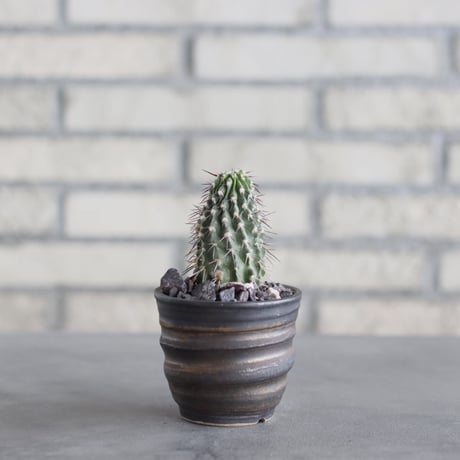 Copiapoa dealbata × 陶器鉢(3号)  no.621/44