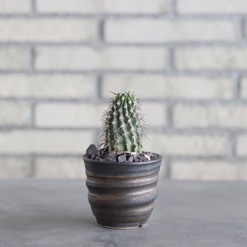 Copiapoa dealbata × 陶器鉢(3号) no.621/44 | 芽の巣山