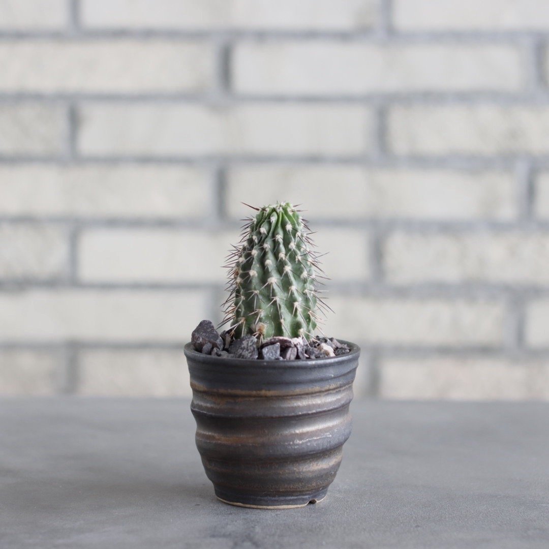 Copiapoa dealbata × 陶器鉢(3号) no.621/44 | 芽の巣山