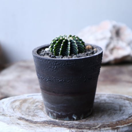 ギムノカリキウム   フィードリッフィーLB2178  Gymnocalycium friedrichii    no.91514