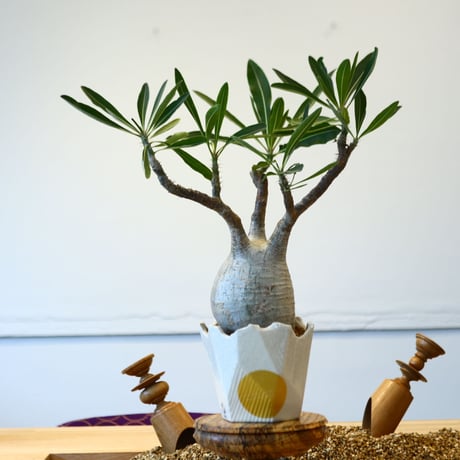 N/OH × Pachypodium  gracilius    no.61844