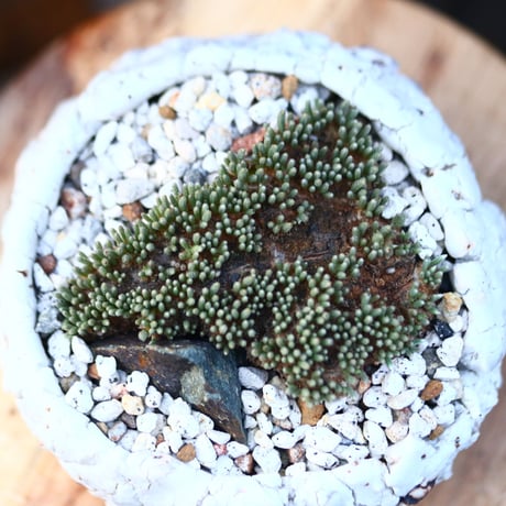 アボニア   クイナリア   アルストニー  赤花／Avonia quinaria ssp. alstonii    no.110703