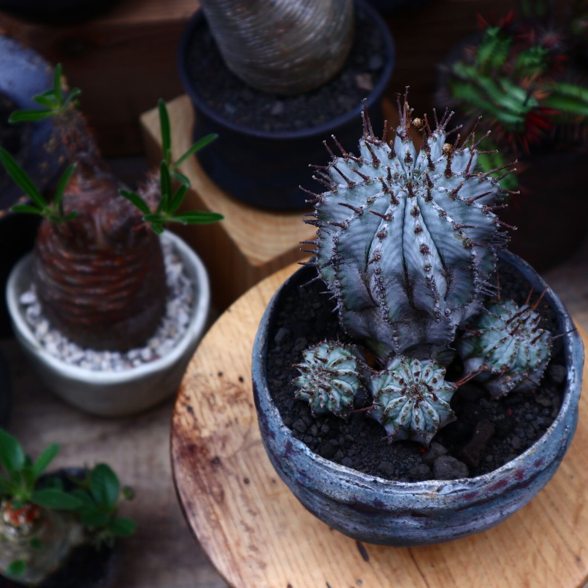 ユーフォルビア ホリダ／Euphorbia horrida no.51649 |