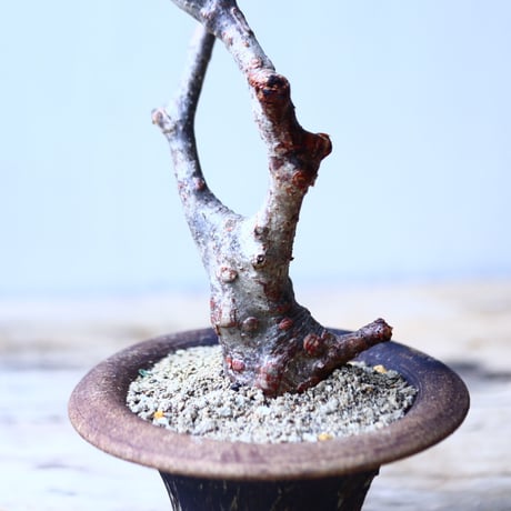 デロニクス  プミラ　Delonix pumila　no.92715