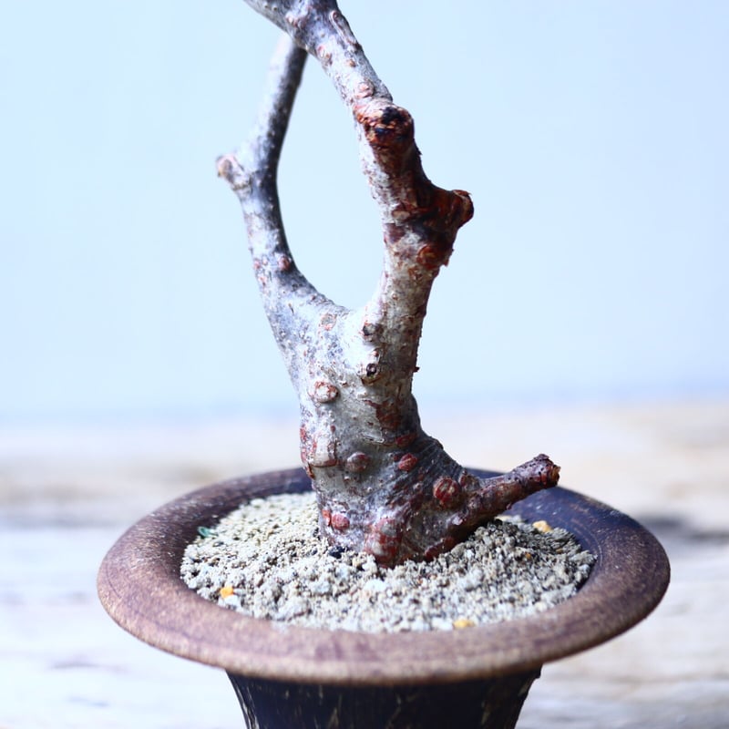 デロニクス プミラ Delonix pumila no.92715 | 芽の巣山