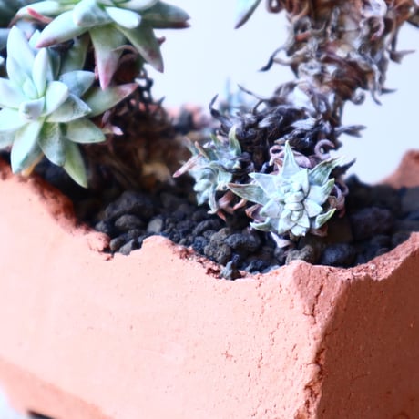 ダドレア グリーニー Dudleya greenei  no.11906