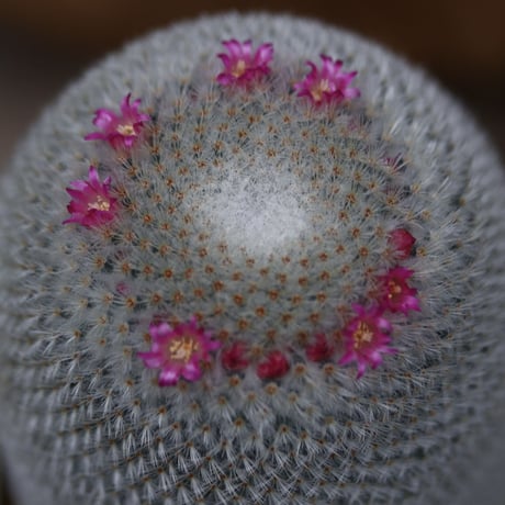 マミラリア 赤花白星 / Mammillaria pulmos  no.30541