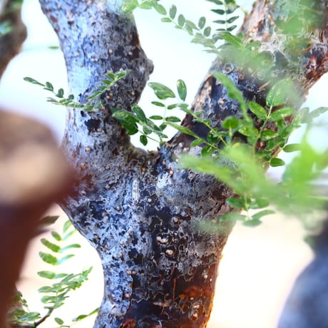 コミフォラ モンストローサ / Commiphora monstrosa   no.62502
