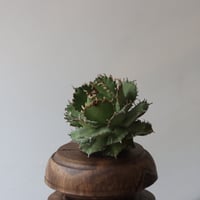 U.S. filigree (Agave titanota filigree) / Style of Chika　no.1227-40