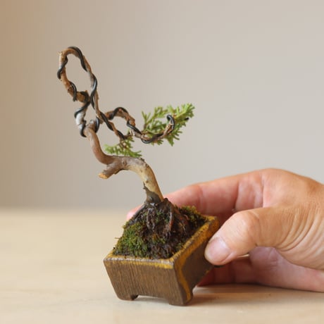真柏 / YOSHIZAWA3-SHOHINBONSAI   no.223-17