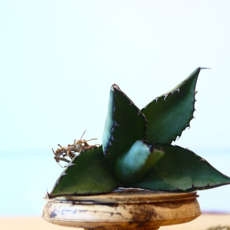 Agave ferox ×Sharkskin / Style of Chika   no.1015/93