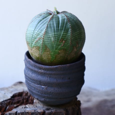 ユーフォルビア  オベサ ♀　 Euphorbia obesa　no.51928