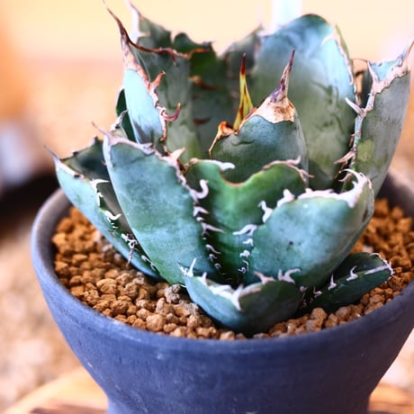 【9/9入荷未発根未活着ベアルート植込み】Agave titanota White Whale  no.91775