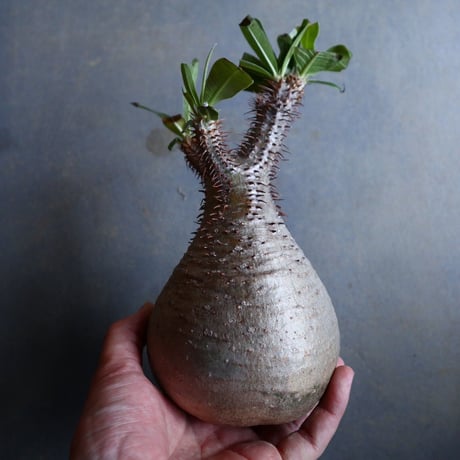 パキポディウム グラキリス   Pachypodium rosulatum var. gracilius no.110332