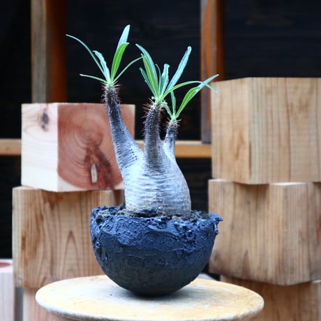 パキポディウム  グラキリス／Pachypodium  gracilius       no.62667