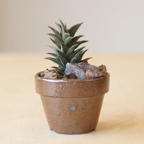 Haworthia 銀沙城錦 ×YAMABACHI var. 六本芽   no.214-23