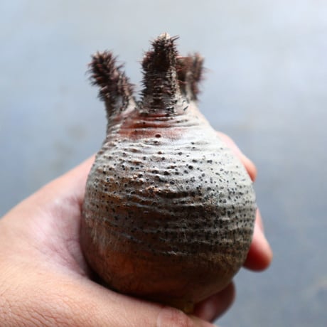 パキポディウム グラキリス 抜苗  Pachypodium rosulatum var. gracilius no.92926