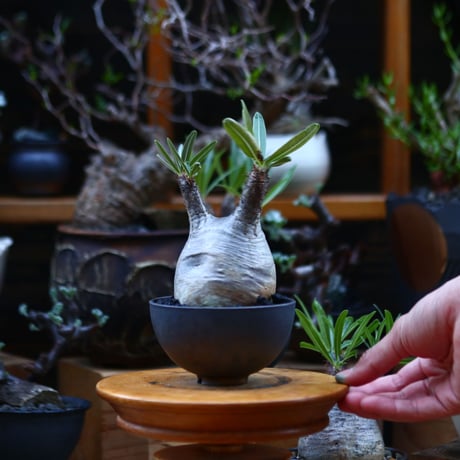 パキポディウム  グラキリス／Pachypodium  gracilius       no.92645