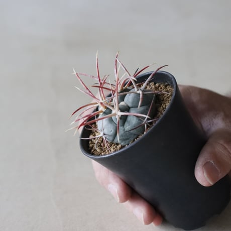 Thelocactus hexaedrophorus v. fossulatus / 緋冠竜 (2.5号鉢)  no.913/37