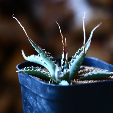 アガベ  ユタエンシス    エボリスピナ  Agave uthaensis var. eborispina  no111578⑤