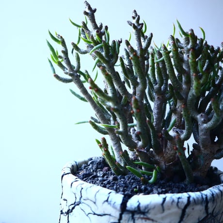 チレコドン  ブッコルジアヌス   Tylecodon  buchholzianus   no.21643