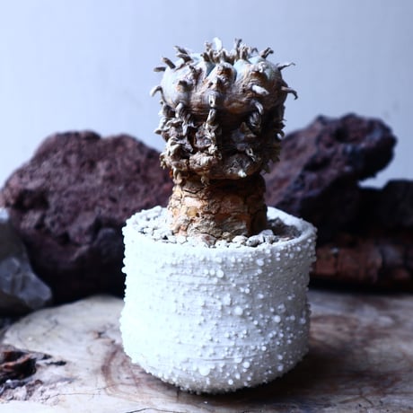 ロフォフォラ 烏羽玉      Lophophora williamsii　 no.22306