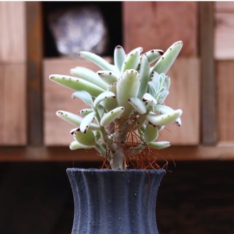 カランコエ  トメントーサ 月兎耳／Kalanchoe   tomentosa  no.20548