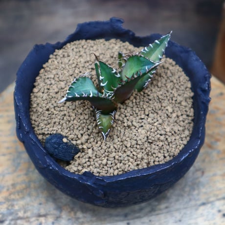 アガベ  レッドキャットウィールズ ／Agave titanota"Red Catweezle”  no.80787