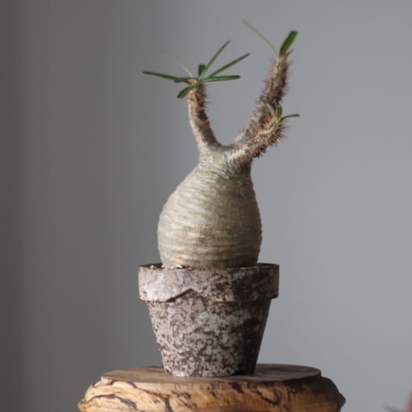 Pachypodium gracilius × YAMABACHI var. takero pot    no.52612
