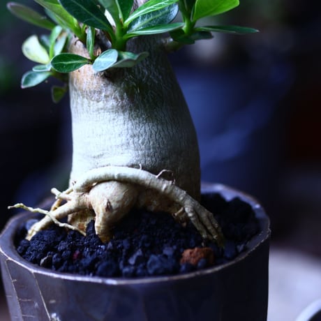 アデニウム アラビカム   Adenium  arabicum  no.71939