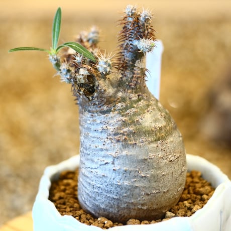 Pachypodium gracilius × Sun Honma   no.22516