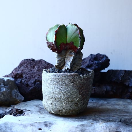 その他 OZWRT Spirit of Astrophytum OZWRT Spirit of Astrophytum